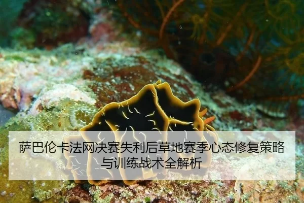 sa-ba-lun-ka-fa-wang-jue-sai-shi-li-hou-cao-di-sai-ji-xin-tai-xiu-fu-ce-lve-yu-xun-lian-zhan-shu-quan-jie-xi-2-728.jpg